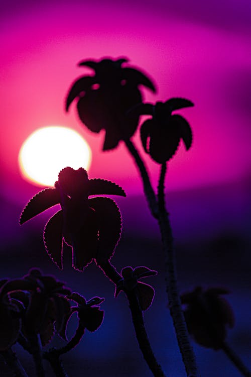 คลังภาพถ่ายฟรี ของ ซิลูเอตต์, ดวงอาทิตย์, ดอกไม้