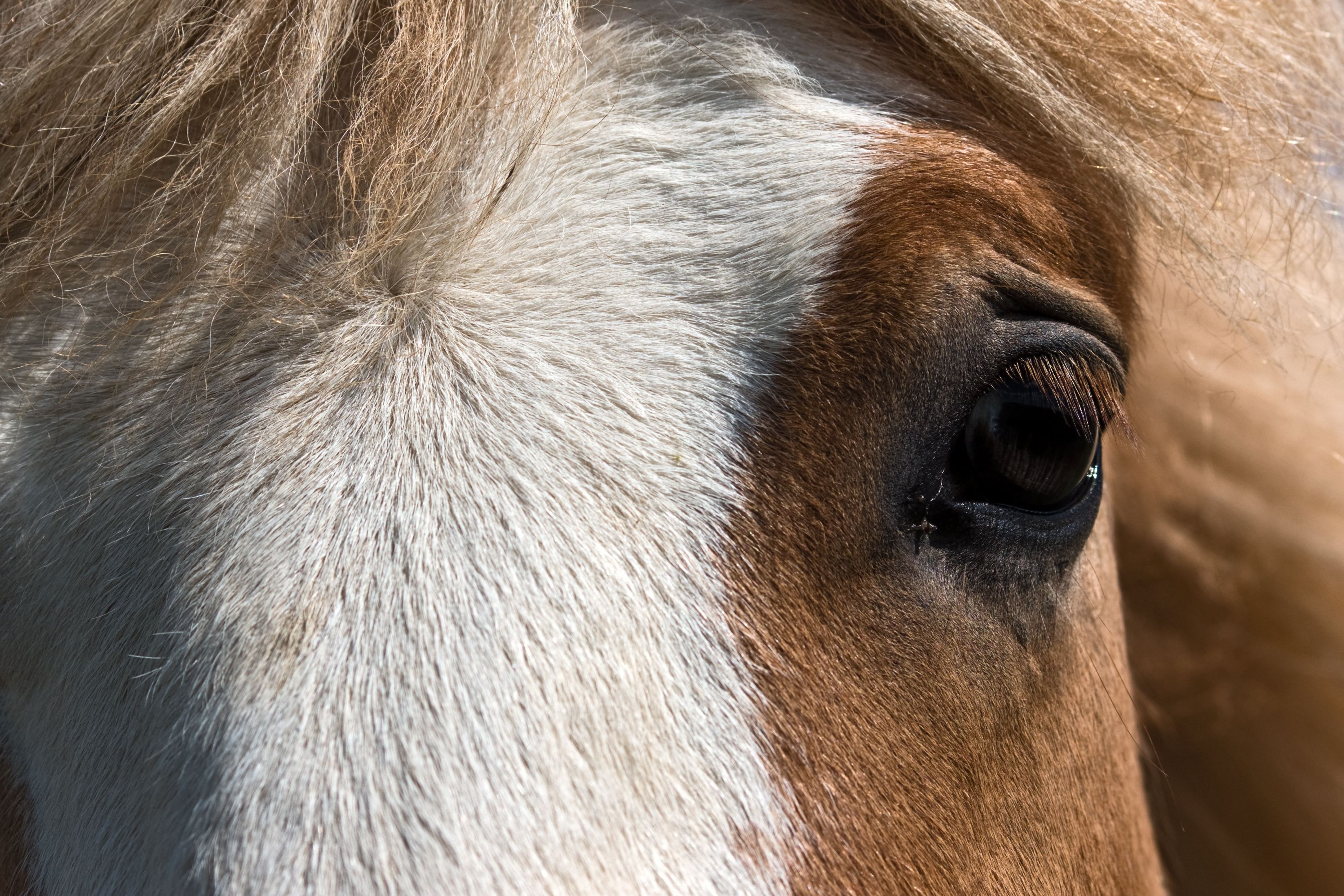 Detailed close-up of an Icelandic horse's eye and fluffy mane capturing texture and color.
