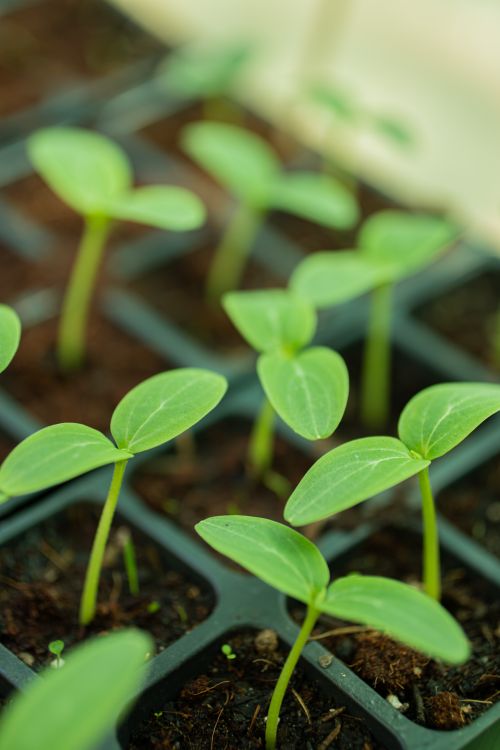 Free Fresh green seedlings growing in a nursery tray, symbolizing new growth and plants. Stock Photo