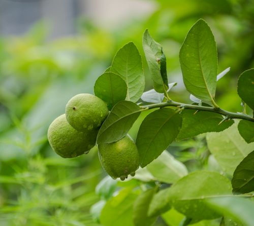 Free Vivid green lemons hanging on a leafy branch, ideal for nature and food themes. Stock Photo