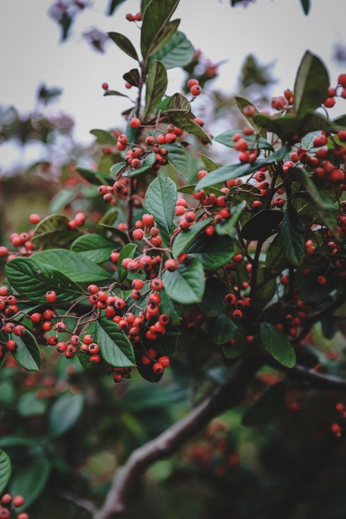Free Close-up of red berries and green leaves on a branch in İstanbul, showcasing nature's vivid colors. Stock Photo