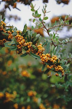 Image by Turuncu Sakal