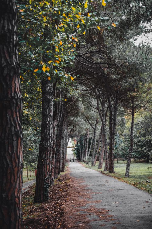 Free A peaceful tree-lined pathway in an İstanbul park, perfect for a tranquil walk in nature. Stock Photo