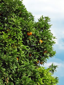 Free stock photo of cityscape, fruits, italy