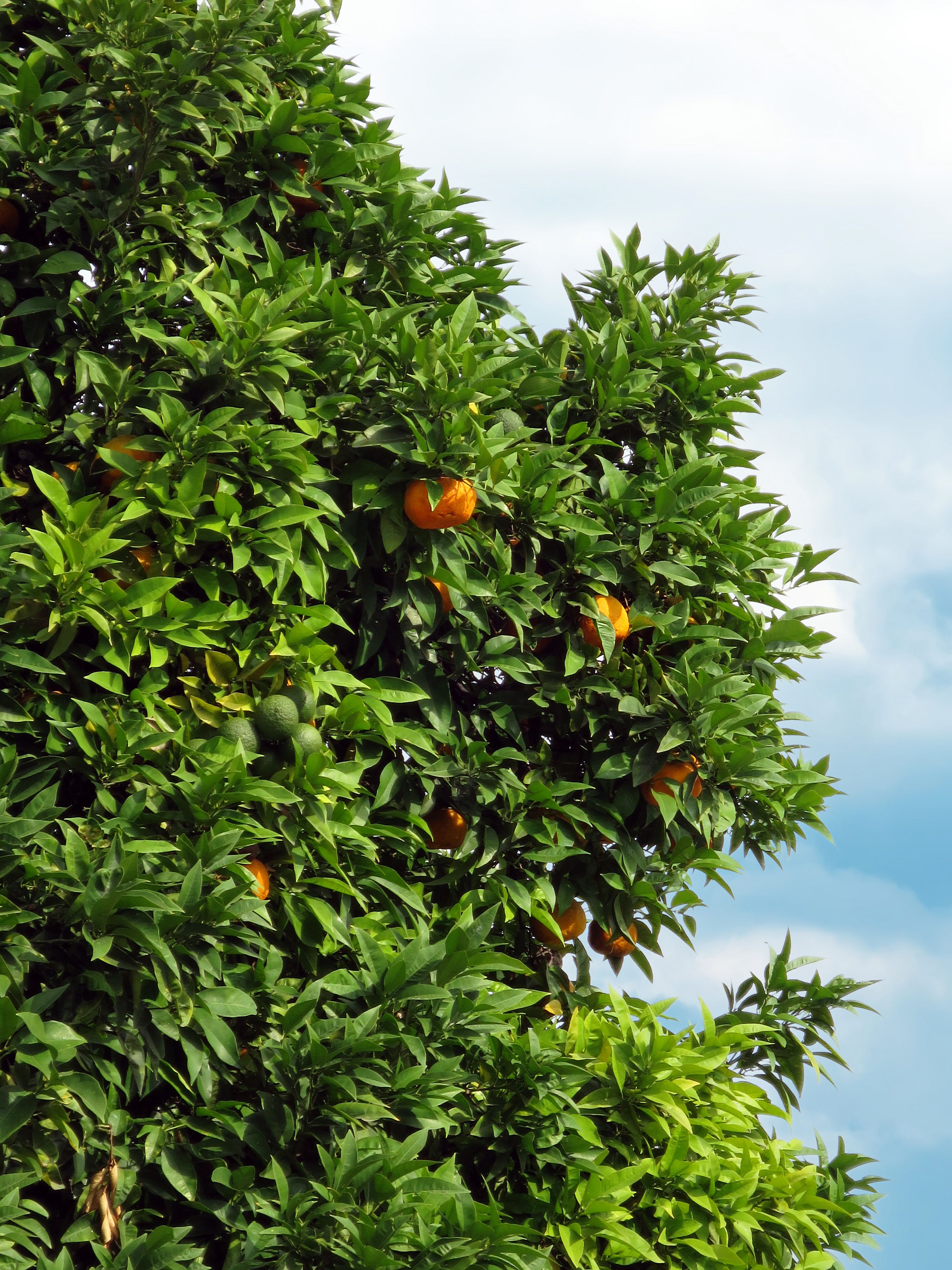 Orange Tree in Pisa, Tuscany Against Blue Sky · Free Stock Photo