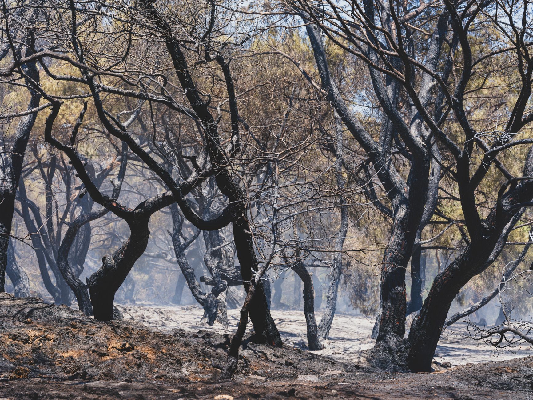🔴 Wildfires have scorched 115,000 hectares across France this year, interior minister says