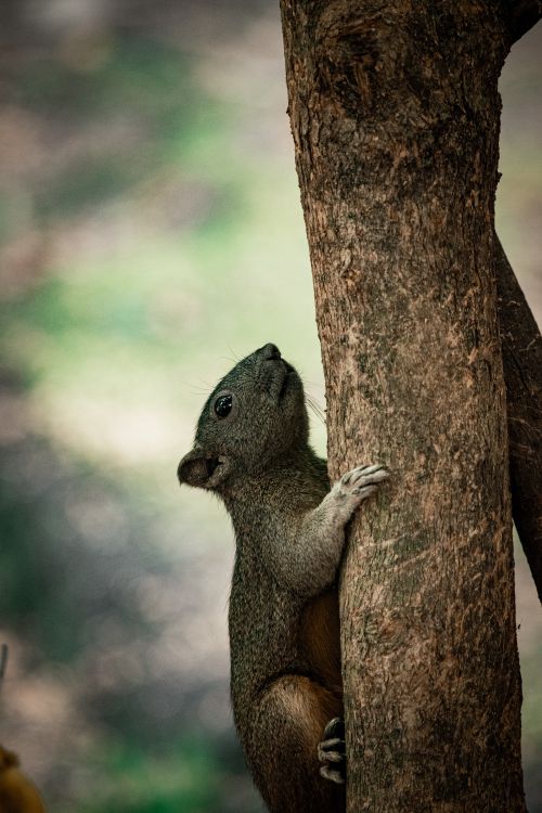 Free A squirrel climbs a tree in a lush green forest, captured in close-up. Stock Photo