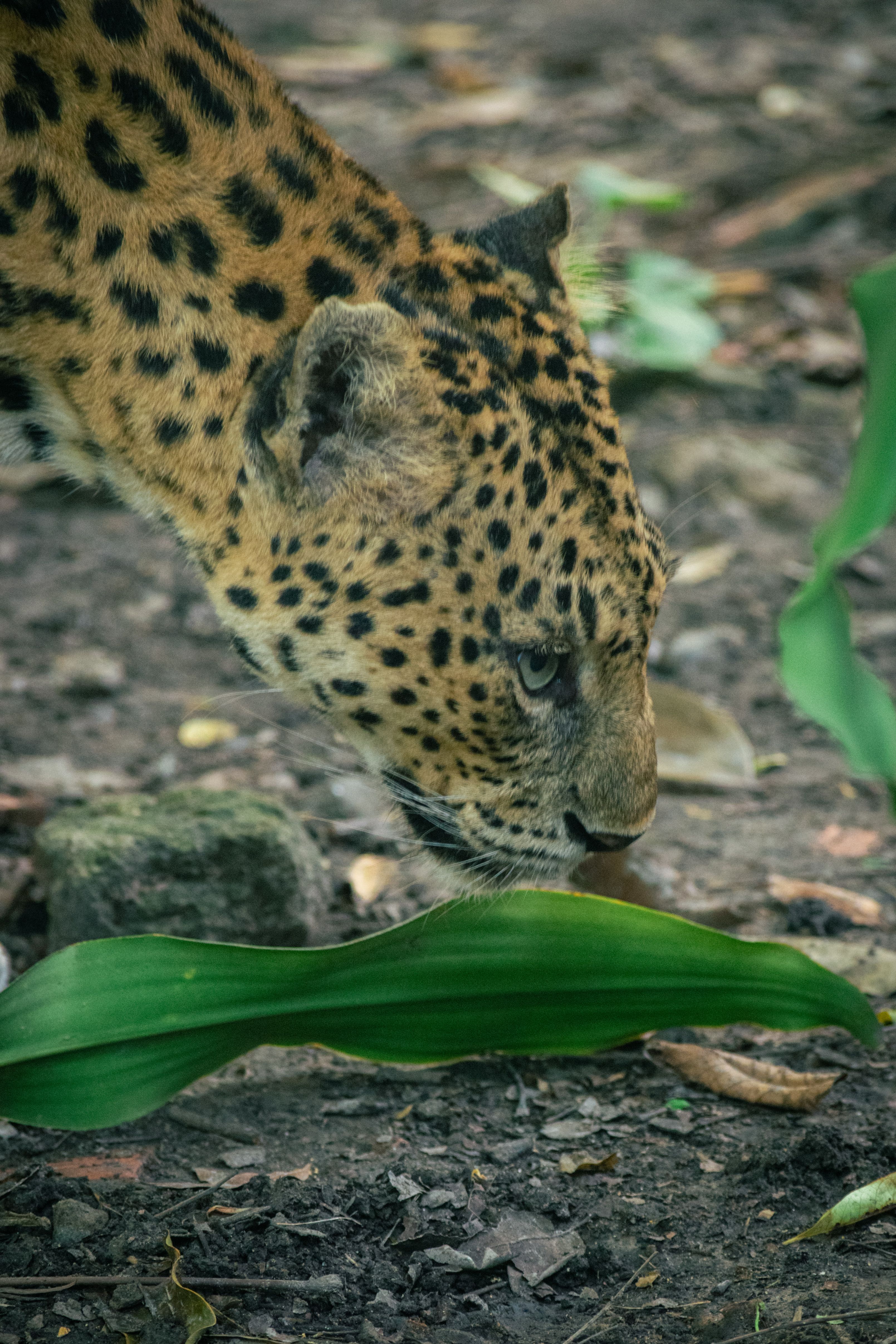Close-up of Leopard's Intense Gaze in Nature · Free Stock Photo