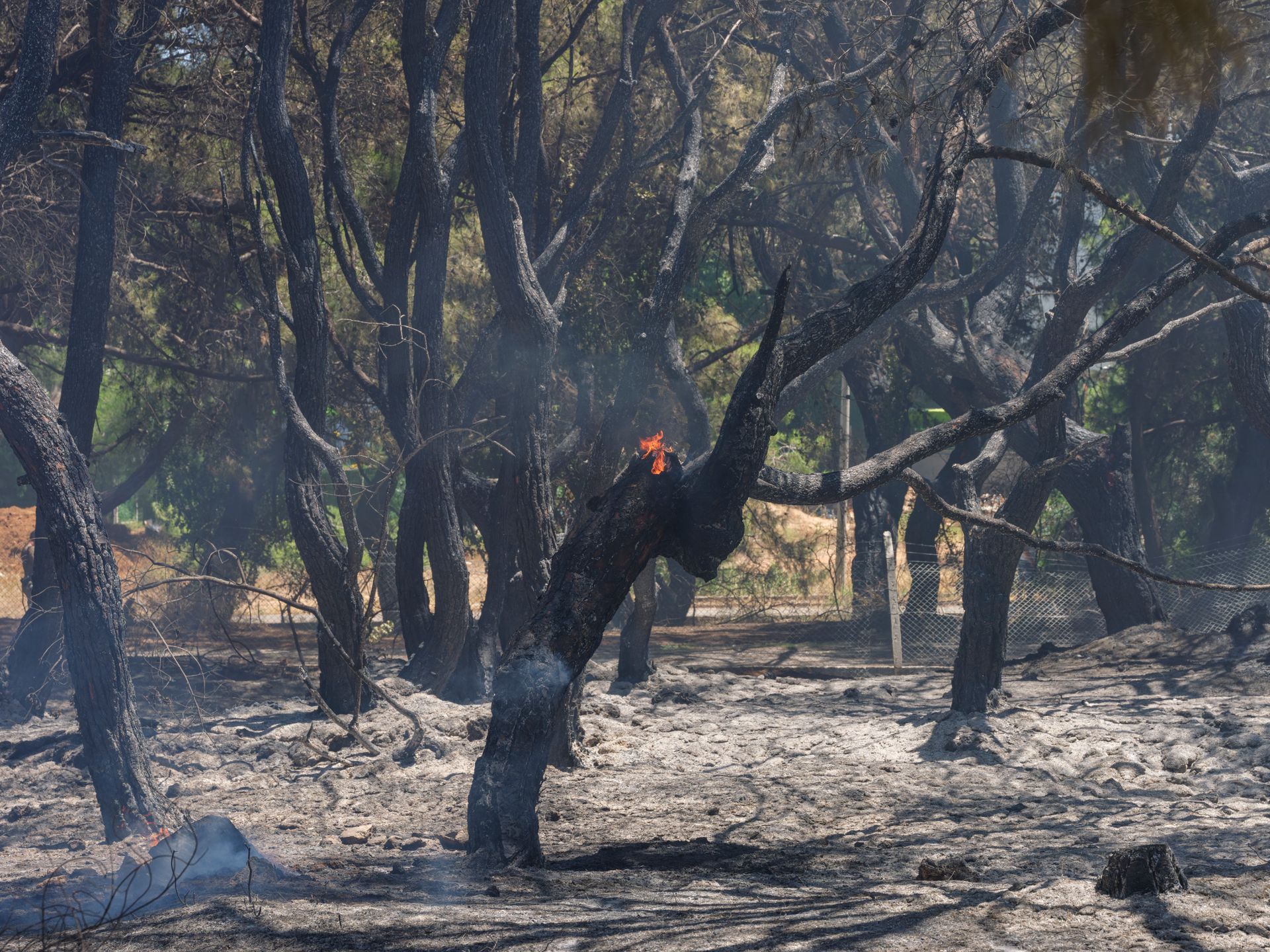 Charred trees in a forest showing aftermath of wildfire under bright daylight.