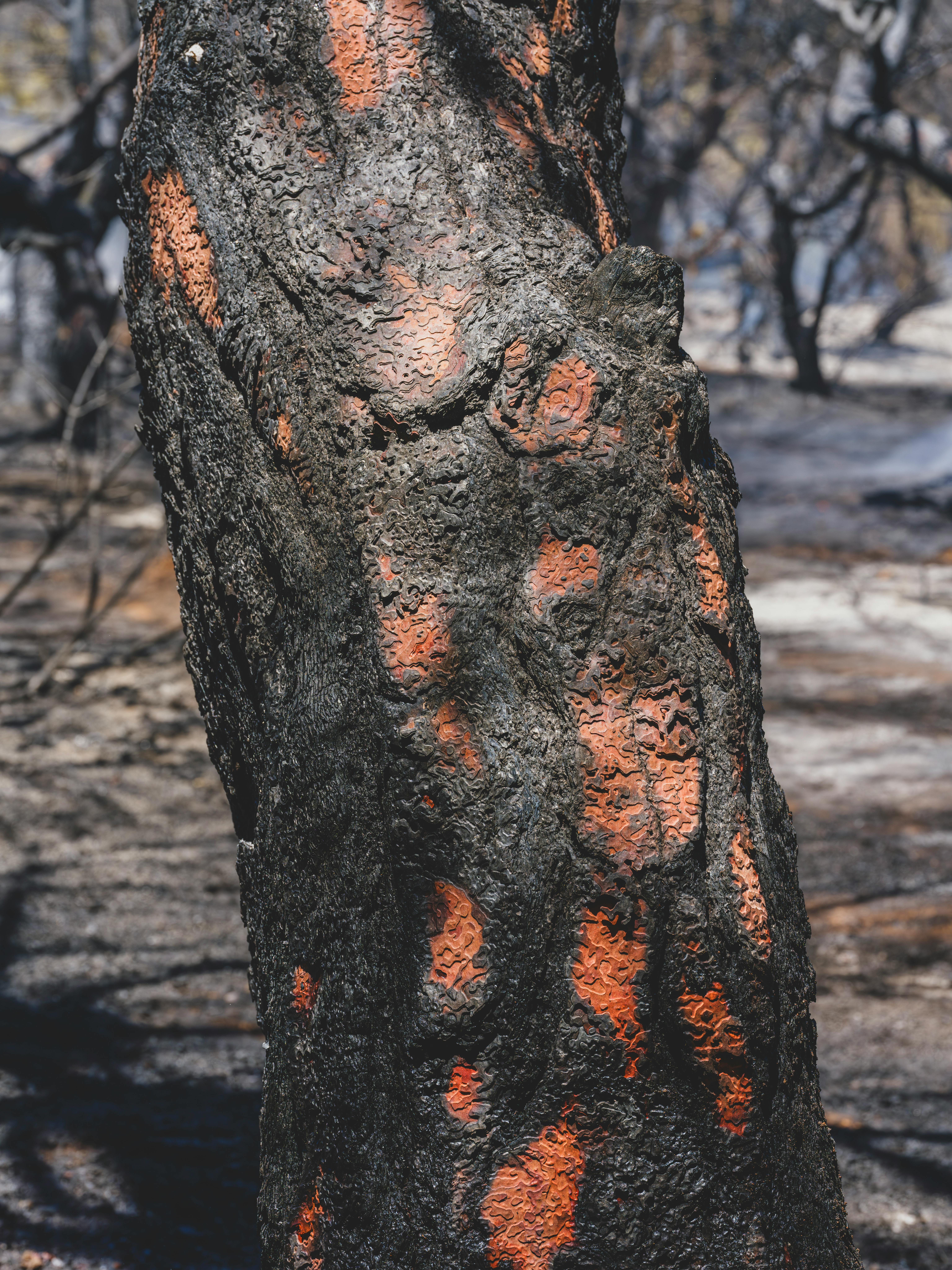 How To Survive Any Natural Calamity