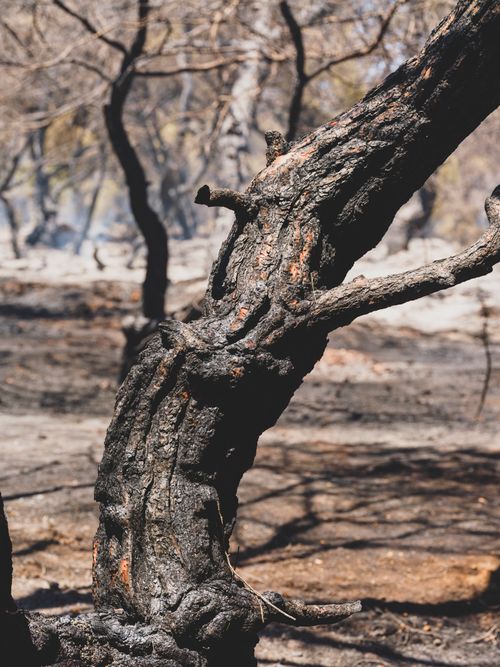 Free A close-up of a charred tree trunk in a devastated forest after a fire. Stock Photo