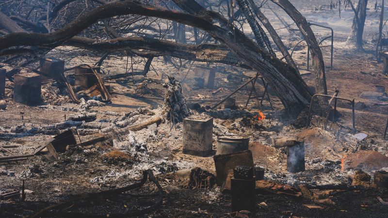 Charred forest landscape showcasing destruction post-wildfire.