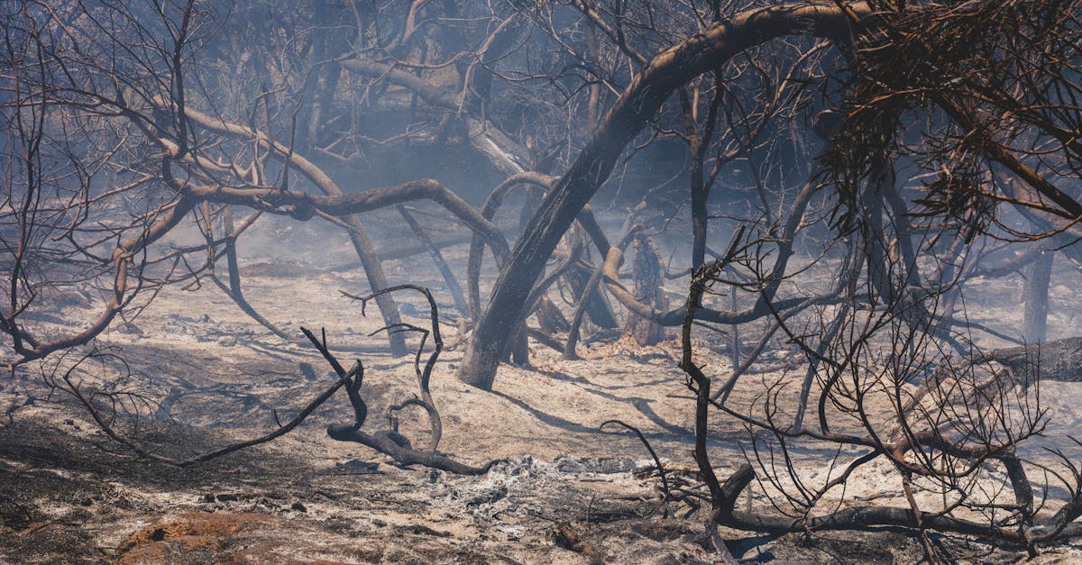 太巴塱部落火警燒毀紅糯米生活館 珍貴種子慘遭焚毀