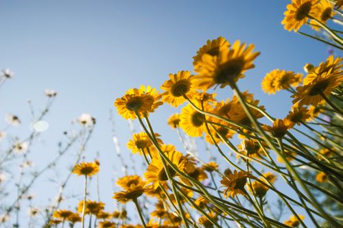 Free A cheerful view of bright yellow daisies reaching towards a clear blue sky, capturing the essence of a sunny day. Stock Photo