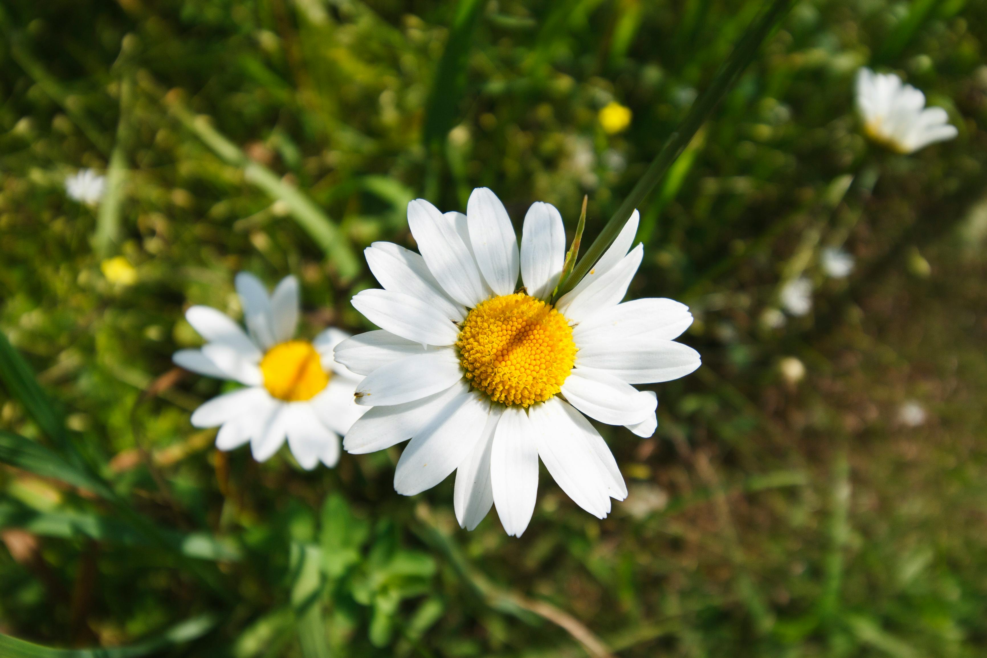 Close-Up of a Blooming Daisy Flower in Spring · Free Stock Photo