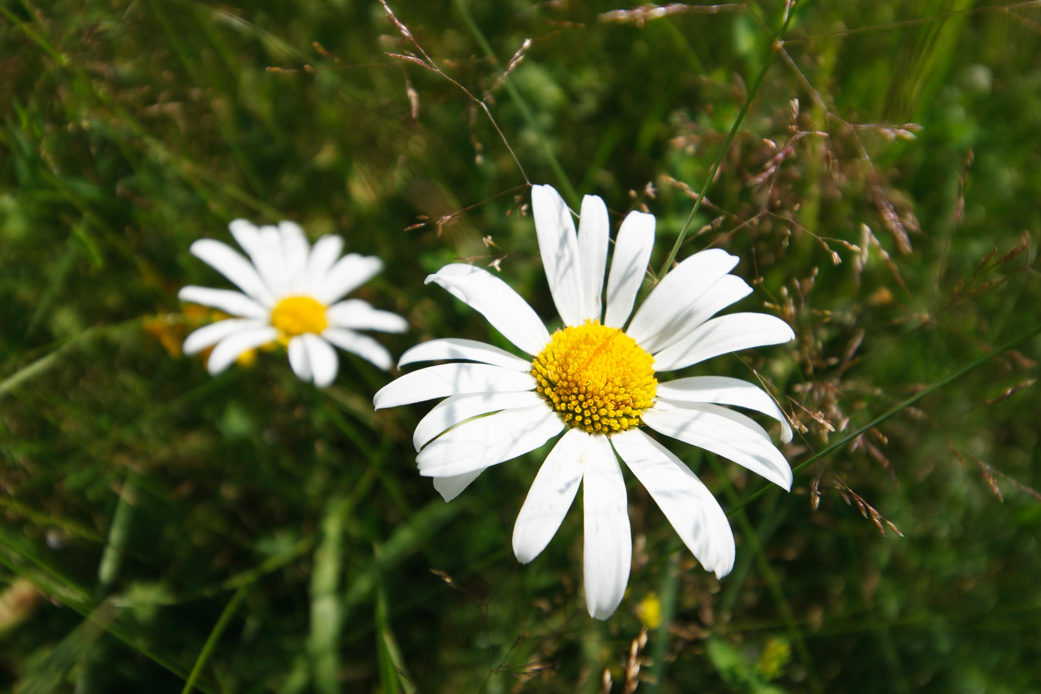 Close-Up of a Blooming Daisy Flower in Spring · Free Stock Photo