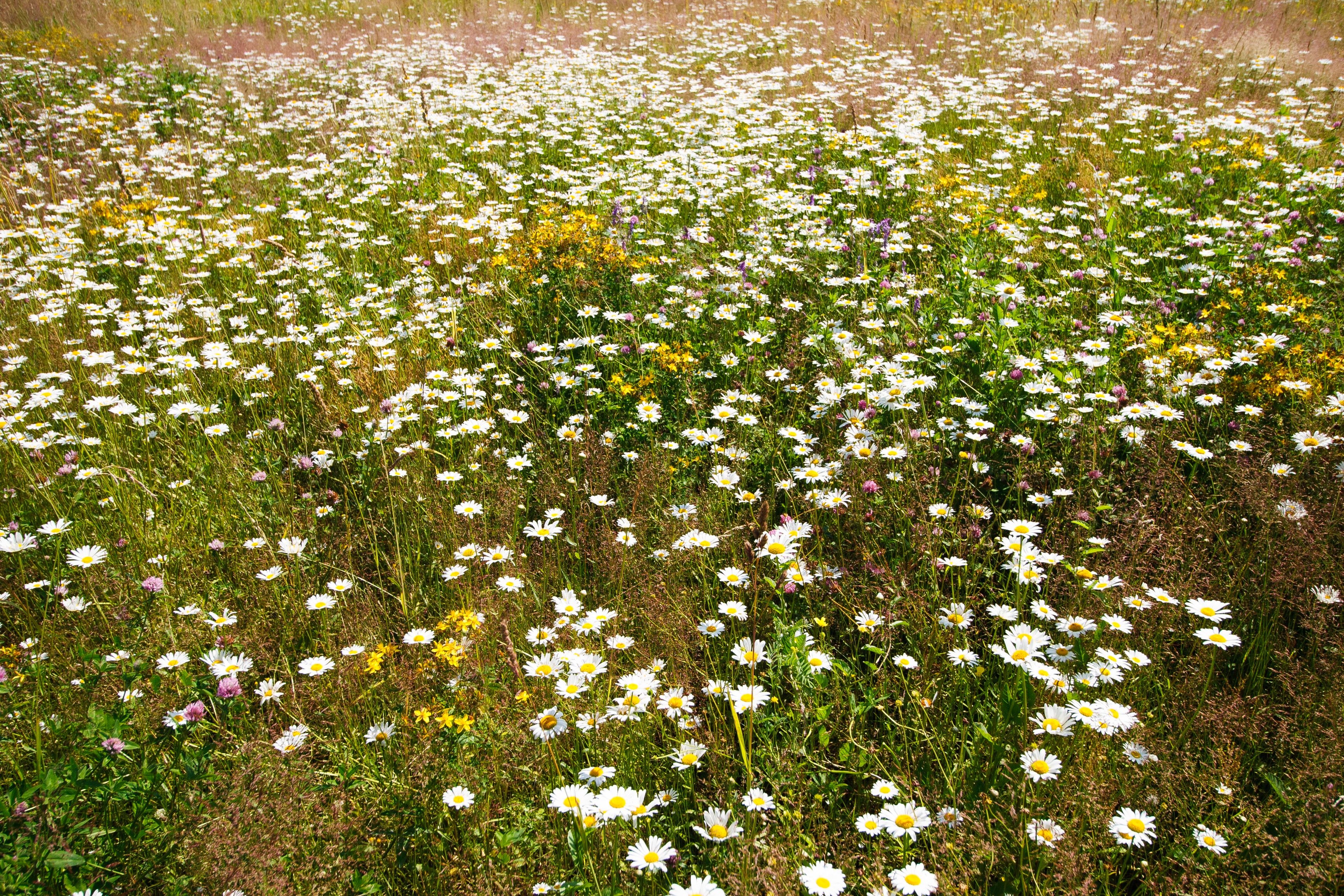 A vibrant meadow covered with white and yellow wildflowers under the bright daylight.