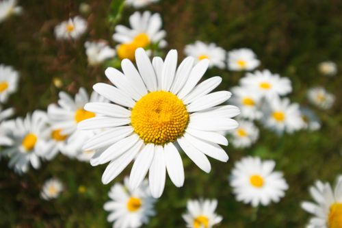 Free Close-up of white daisies with yellow centers in a sunny meadow, capturing the essence of spring. Stock Photo