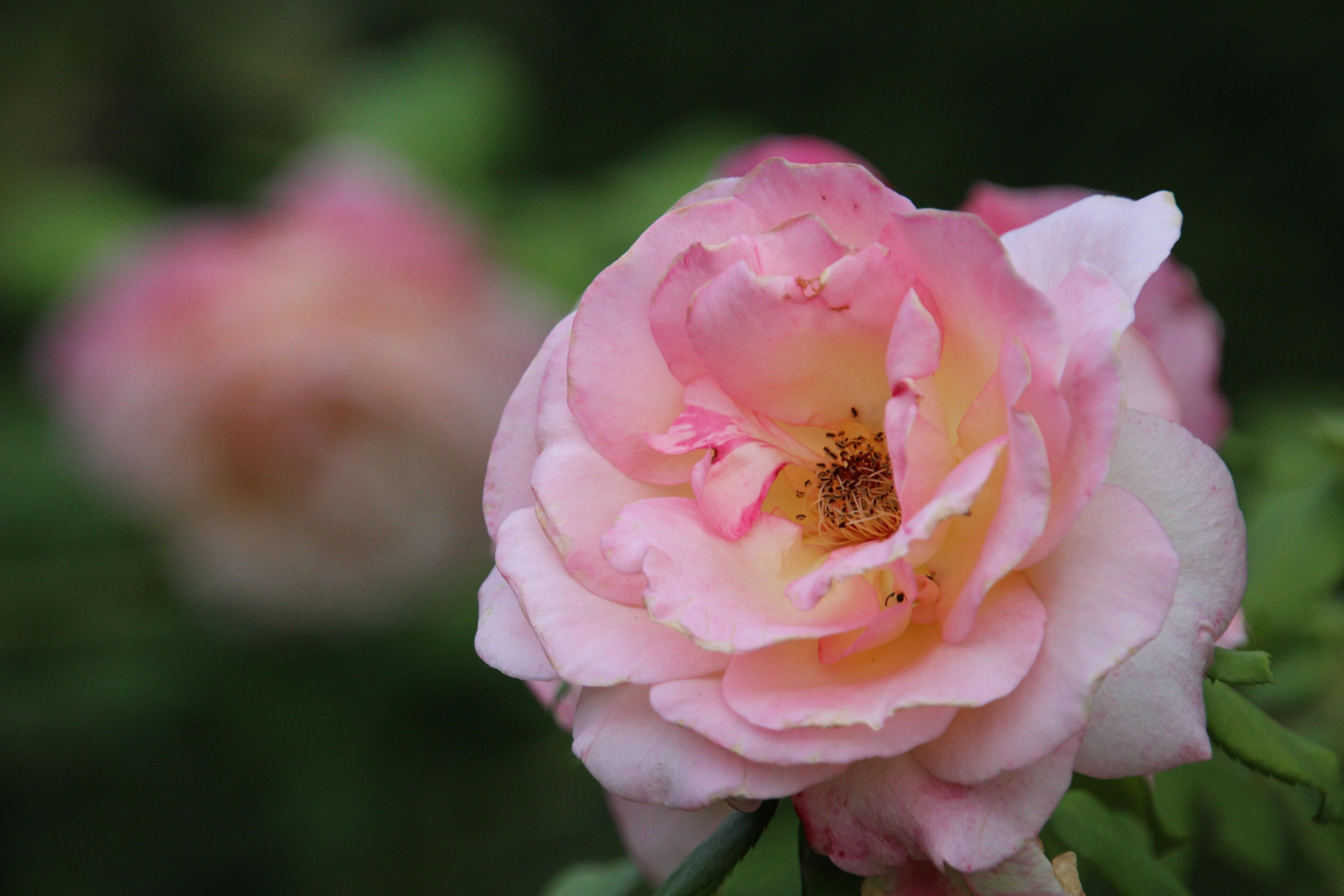 Close-Up of a Beautiful Pink Rose in Bloom · Free Stock Photo