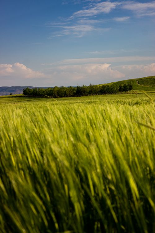 Free A vibrant green wheat field sways under a clear blue sky, capturing the essence of summer. Stock Photo