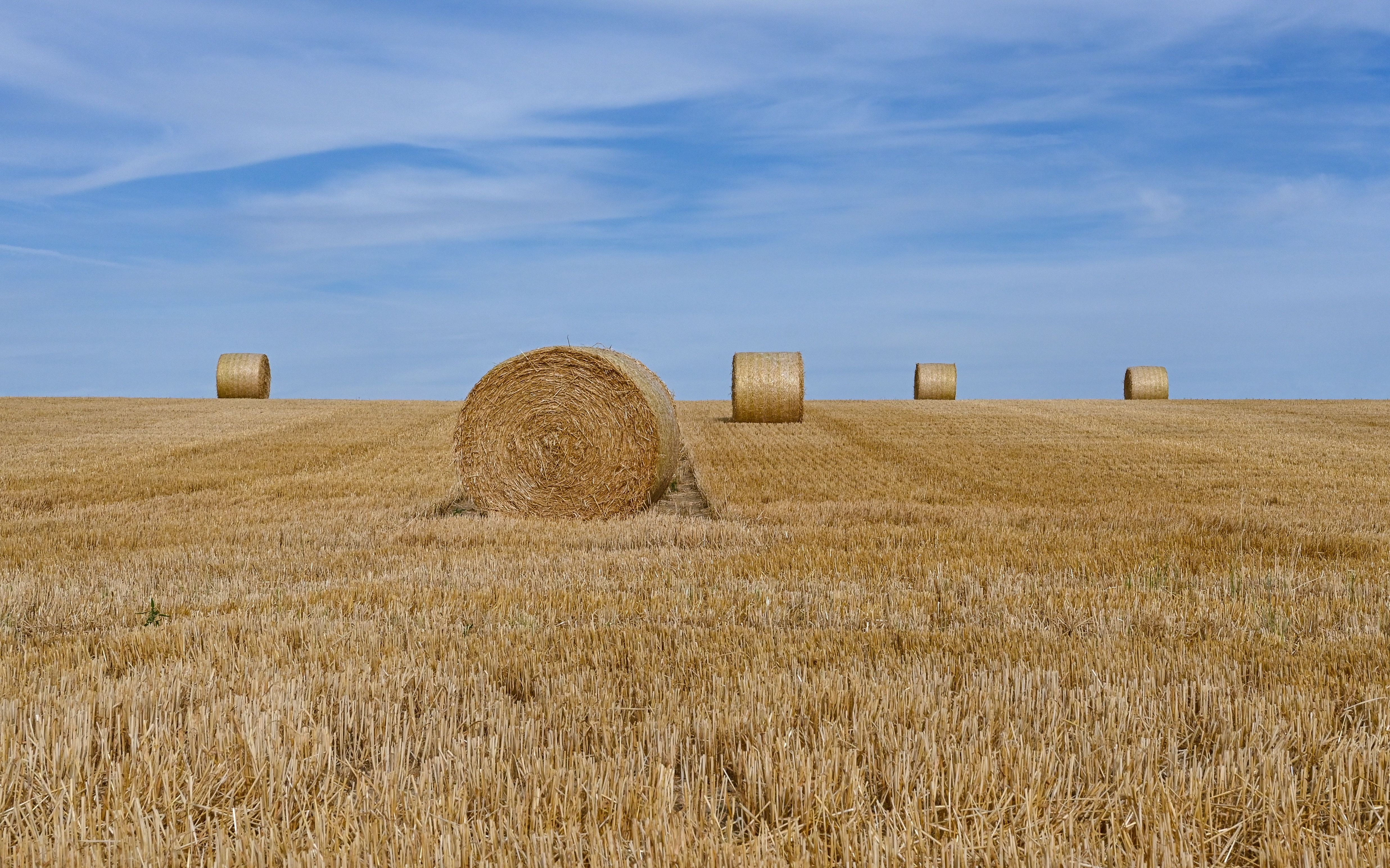 Tranquil Hay Bale Field Under a Clear Blue Sky · Free Stock Photo