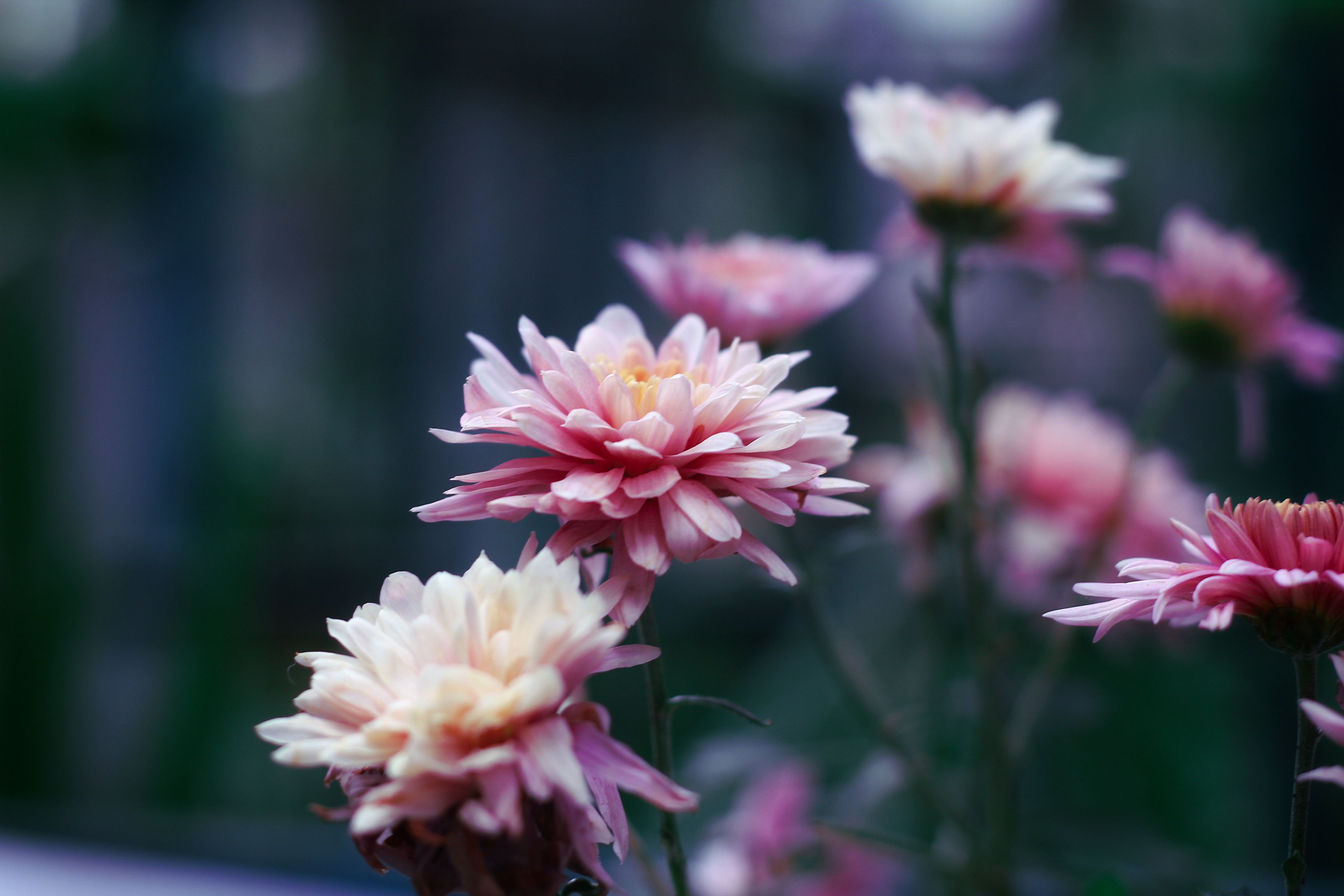 [ColoSach]-beautiful-close-up-of-pink-flowers-blooming-in-a-garden-setting.-soft-focus-background-enhances-their-delicate-beauty.