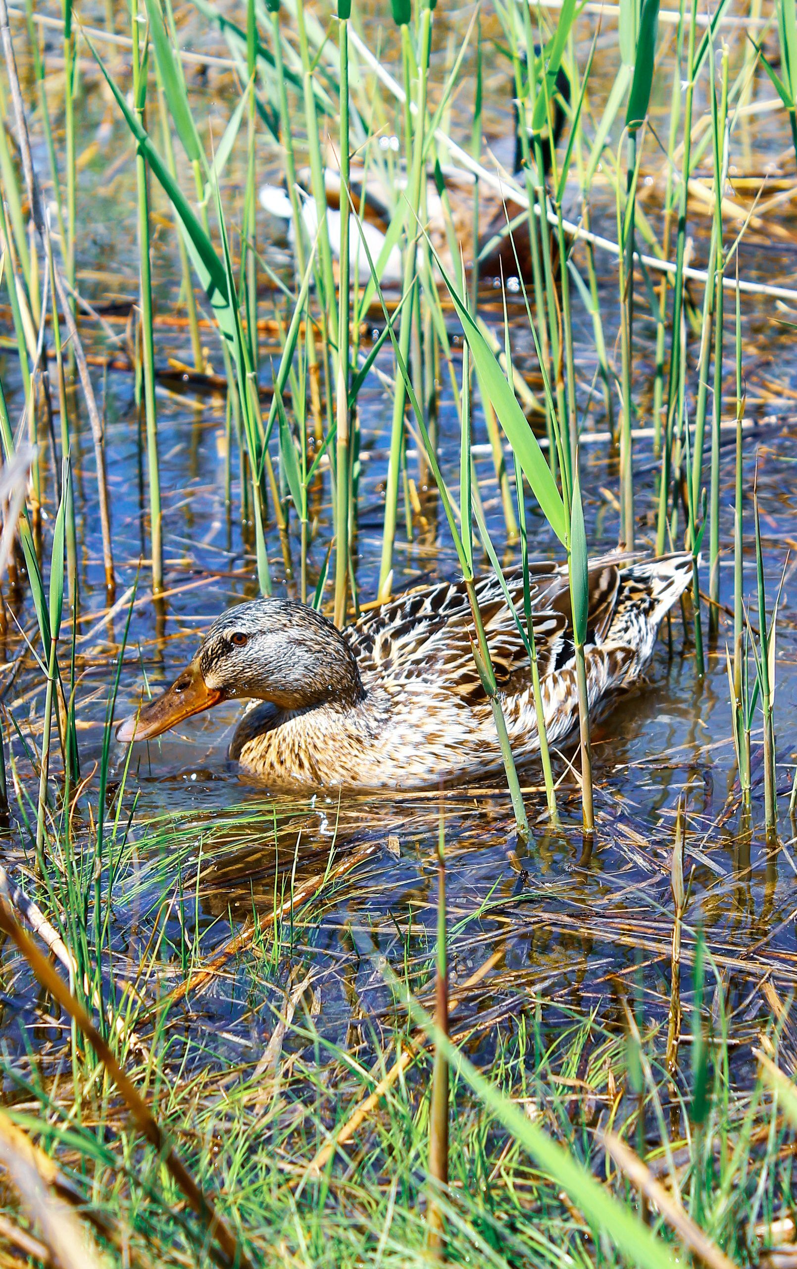 Female Mallard Duck in Wetland Reeds · Free Stock Photo