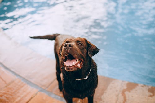 Curious brown dog standing on poolside on summer day