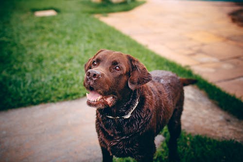 Brown Short Coated Dog on Green Grass Field