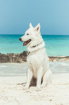 White shepherd dog sitting contentedly on a tropical beach, enjoying the sunny day by the turquoise ocean.