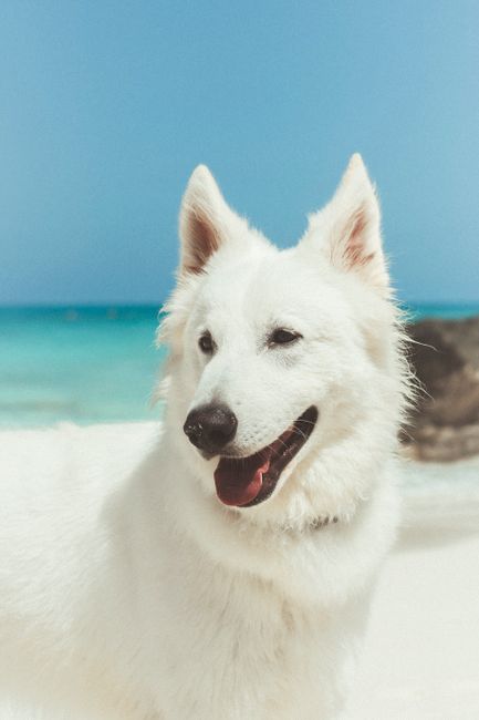 A beautiful White Swiss Shepherd dog enjoying a sunny day at the beach with turquoise waters.