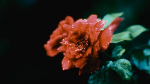 Free A vibrant red rose in full bloom with dewdrops, highlighted against a dark background. Stock Photo