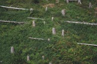 Lush Forest Scene with Fallen Trees