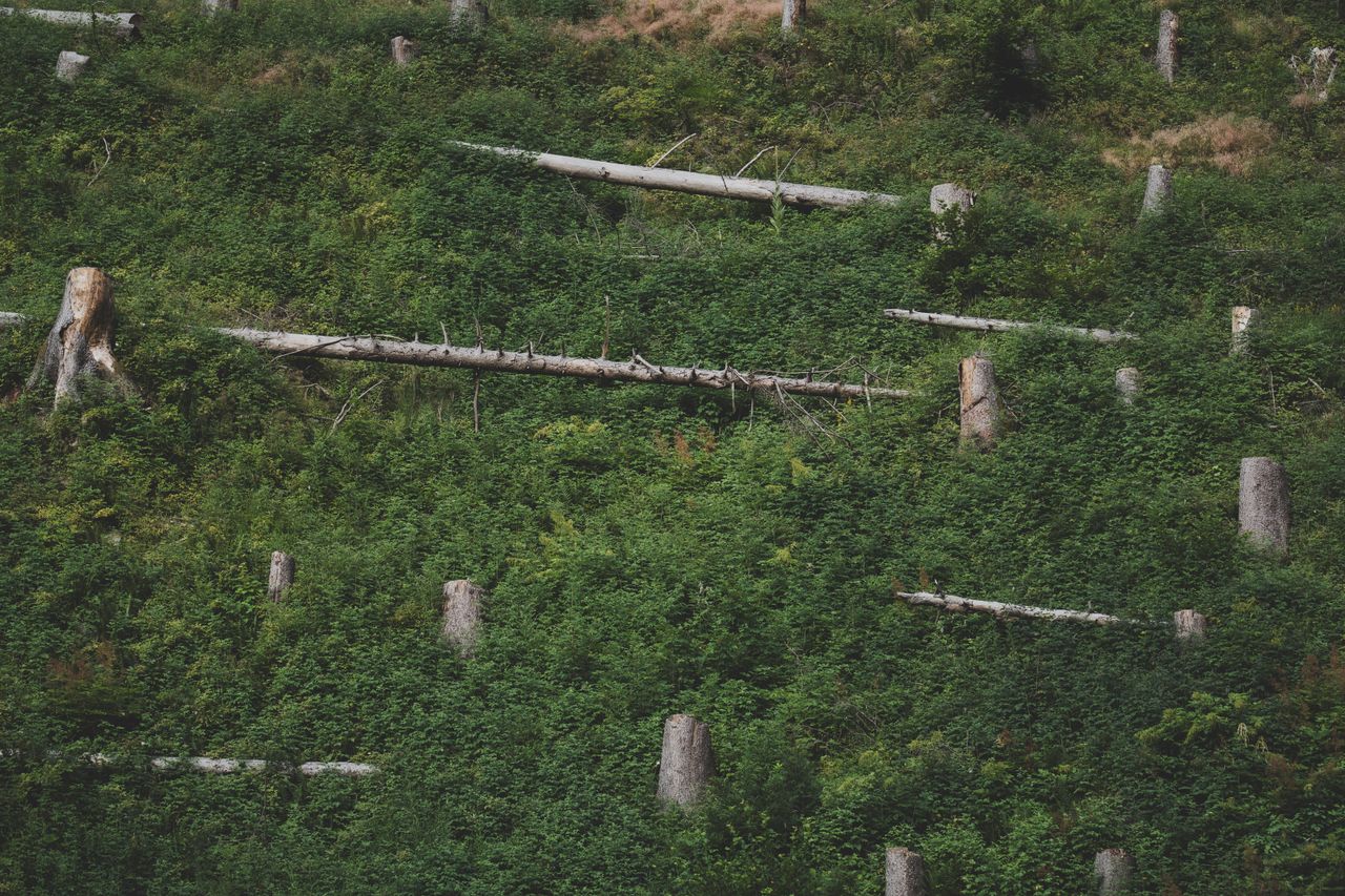 Étudier les forêts pour anticiper le changement climatique