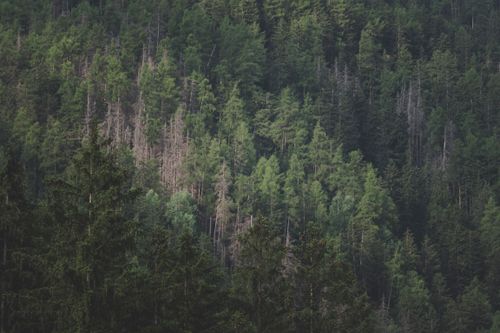 Free Captivating view of a dense forest with tall evergreen trees under bright daylight. Stock Photo