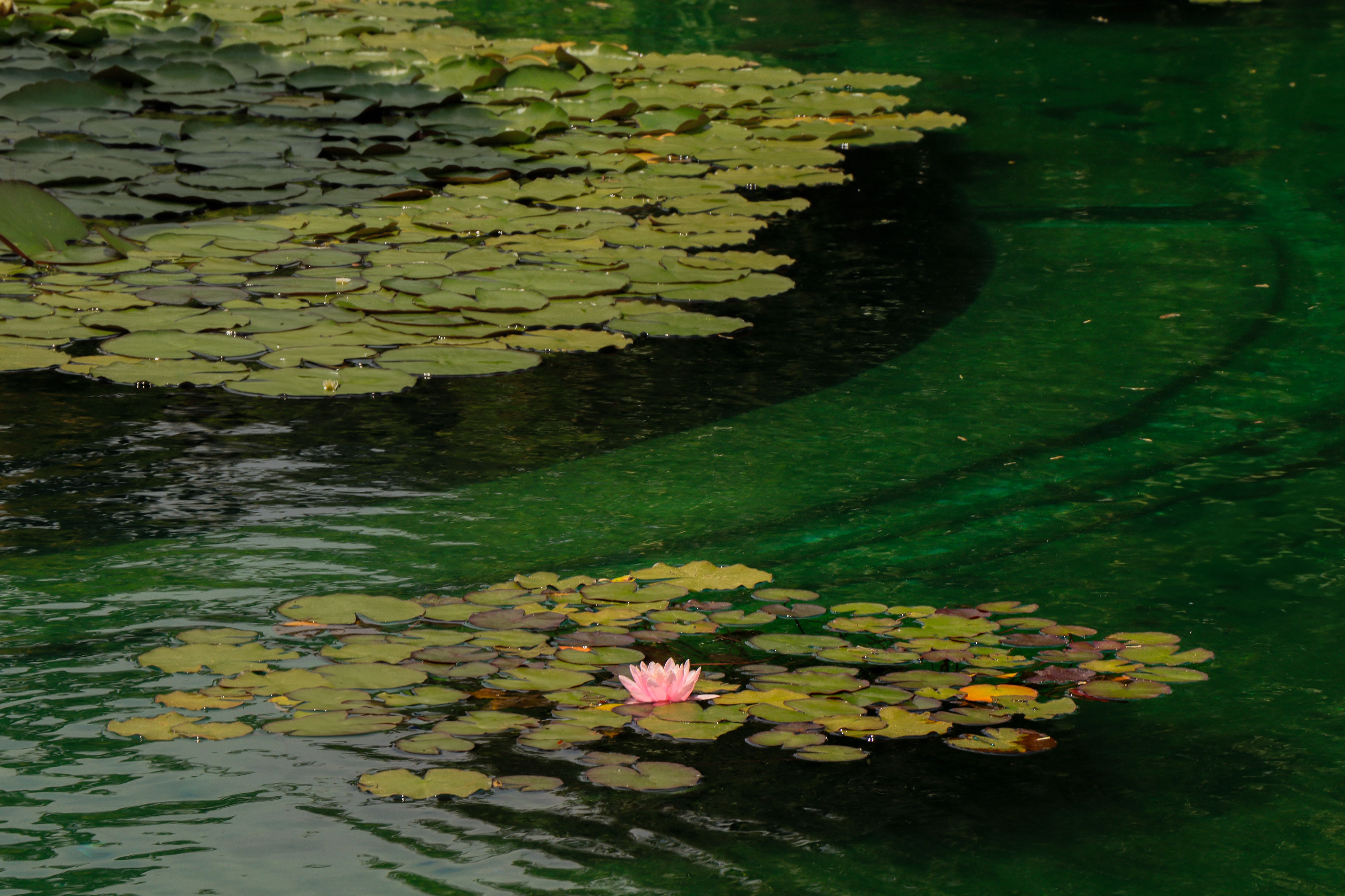 Why is the pink pond pink? - The Institute for Environmental Research ...
