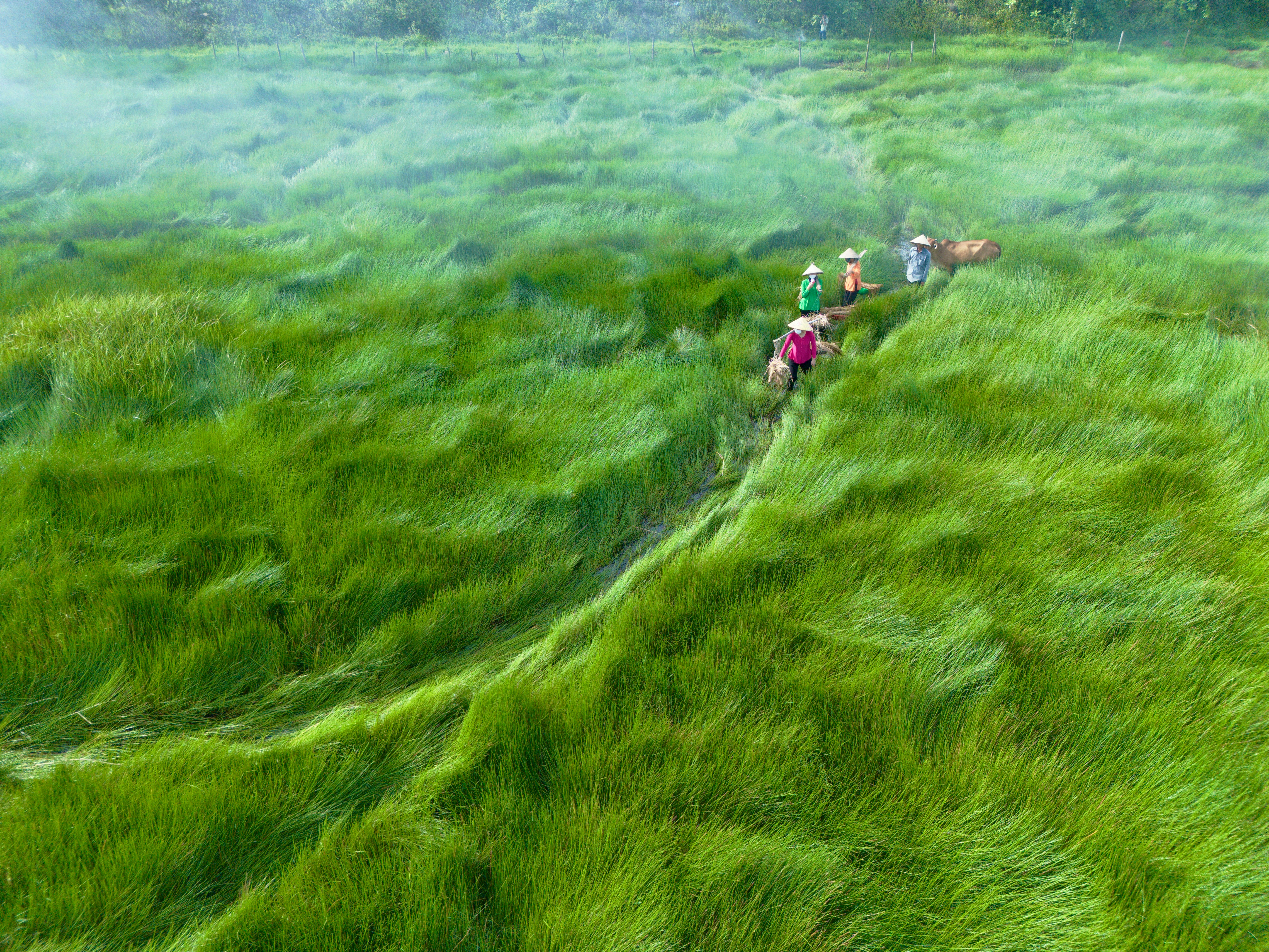 Aerial shot of Vietnamese farmers walking through vibrant green fields in Hội An, Vietnam.
