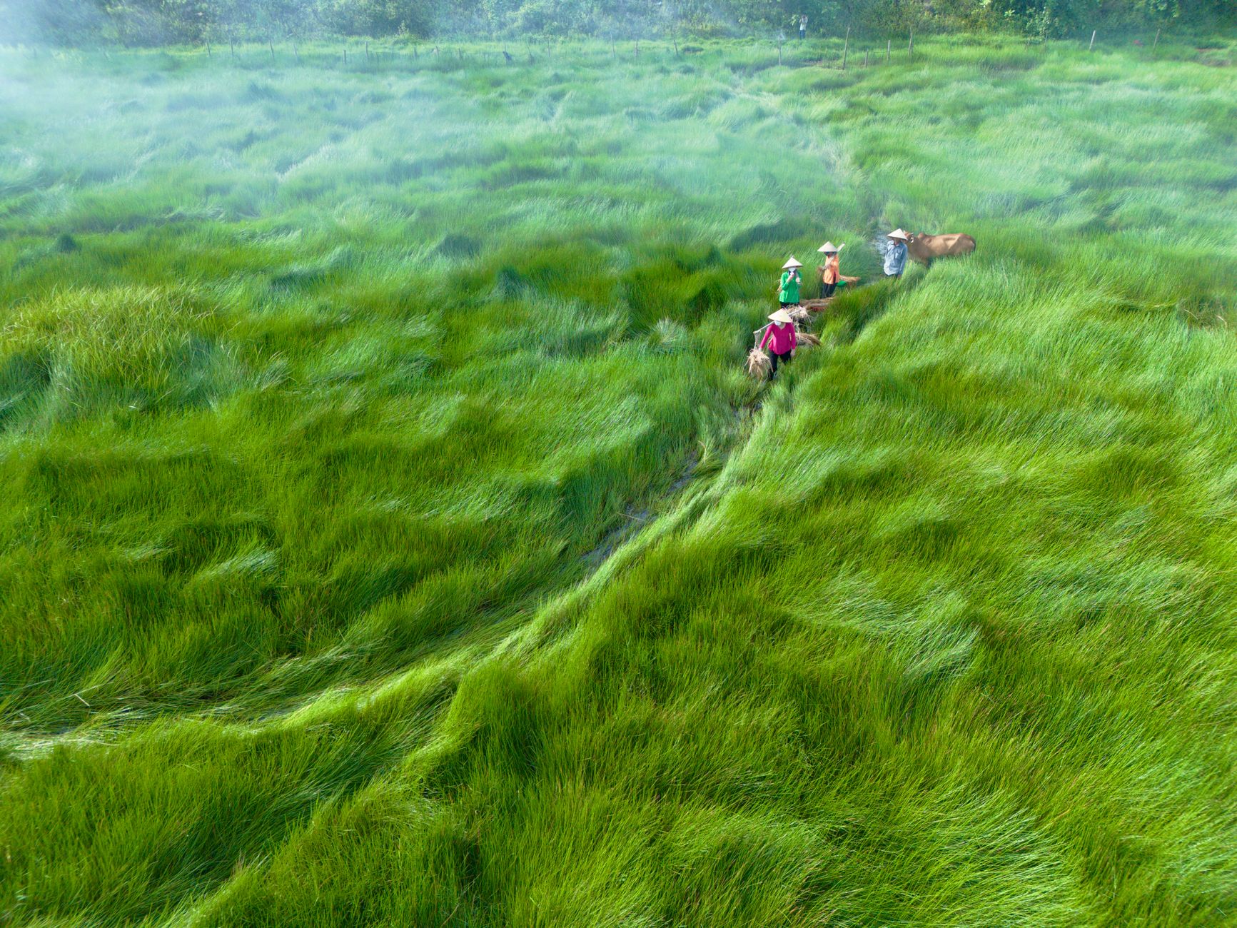 Aerial shot of Vietnamese farmers walking through vibrant green fields in Hội An, Vietnam.