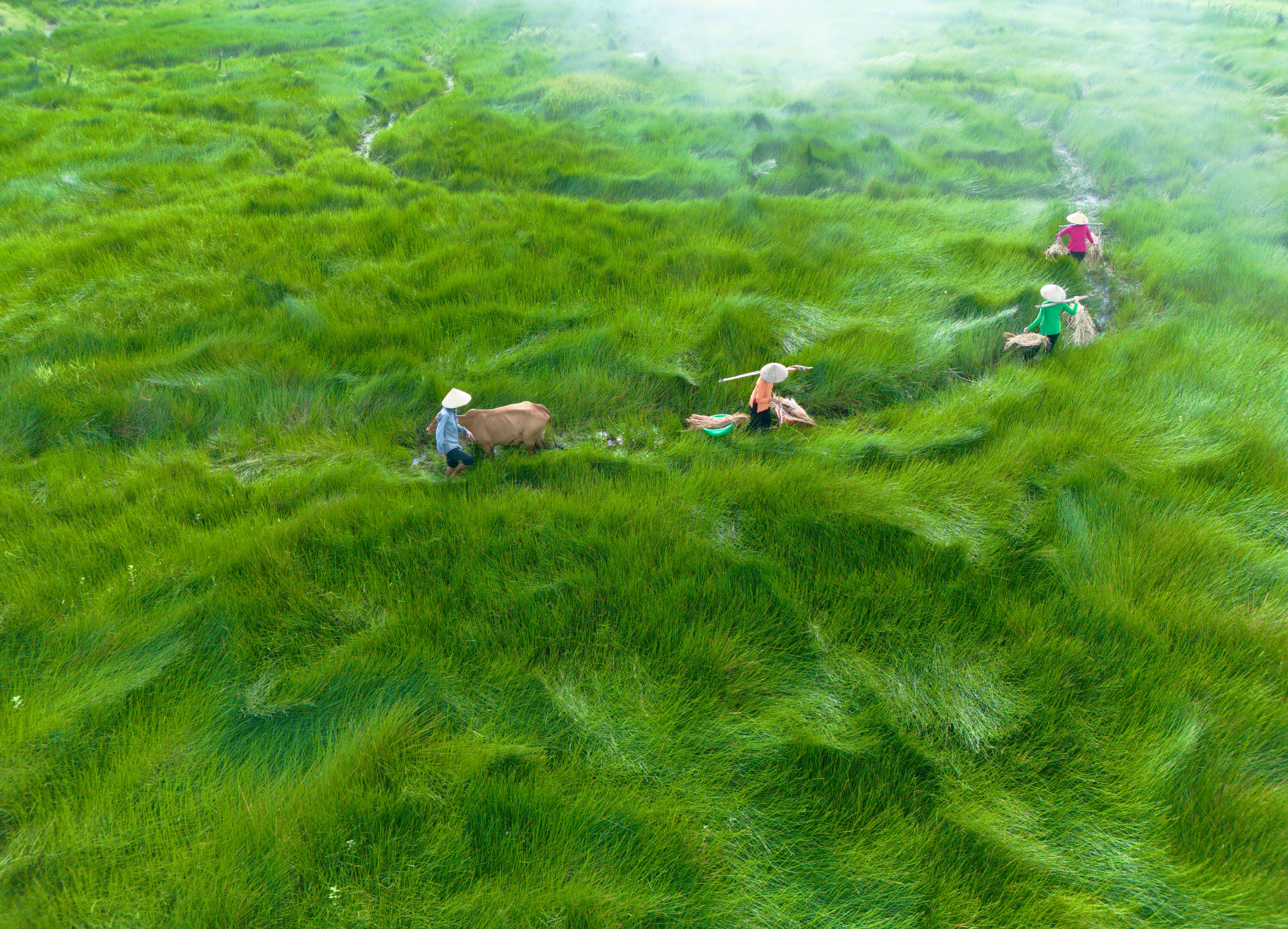Aerial View of Farmers in Lush Green Rice Fields · Free Stock Photo