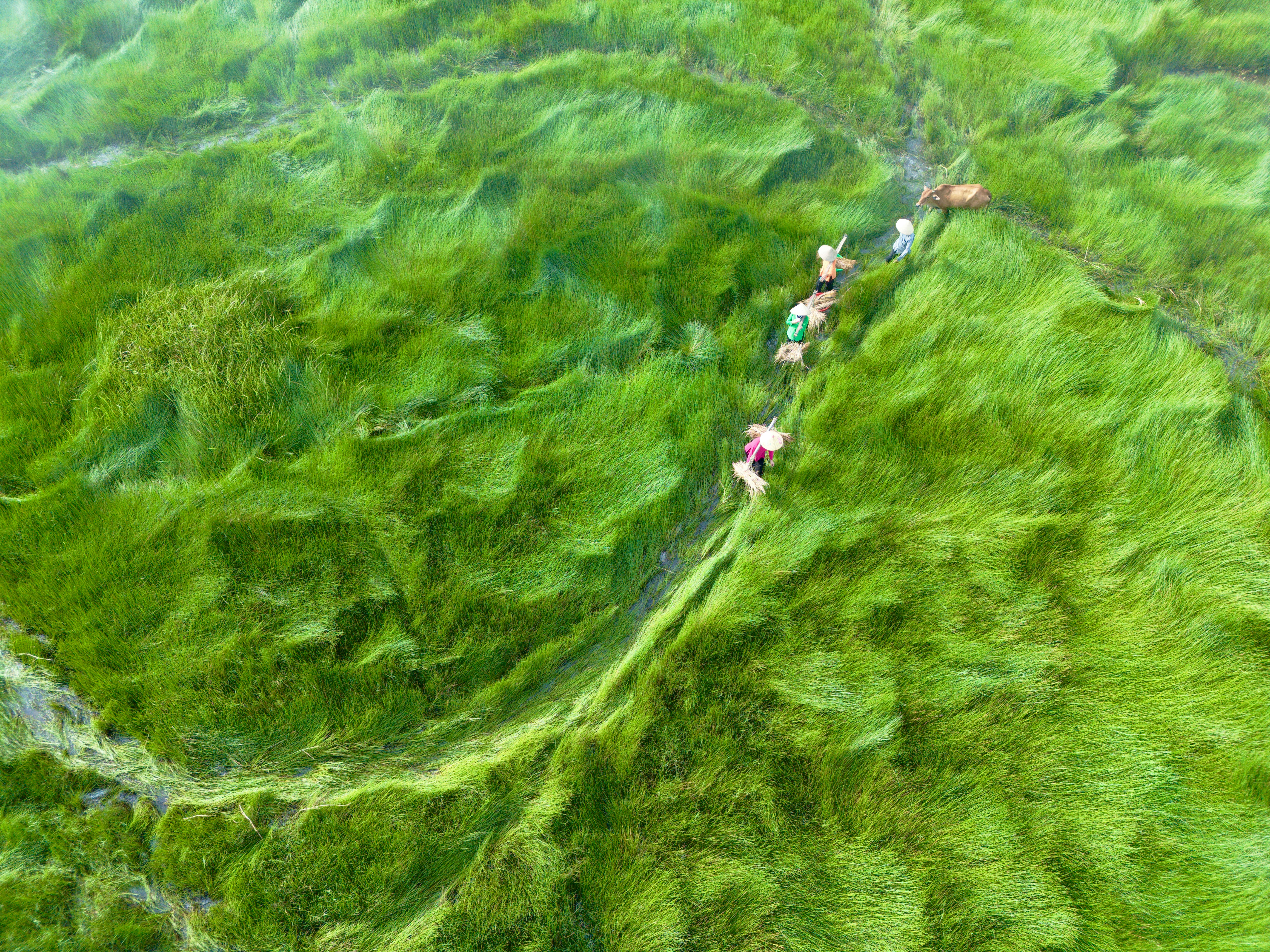 Culturi profitabile recomandate pentru fermierii români în 2025