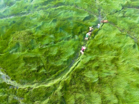 Culturi profitabile recomandate pentru fermierii români în 2025