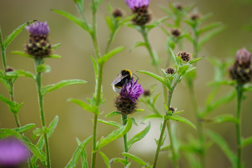 Free Close-up of a bumblebee collecting nectar from purple wildflowers. Stock Photo