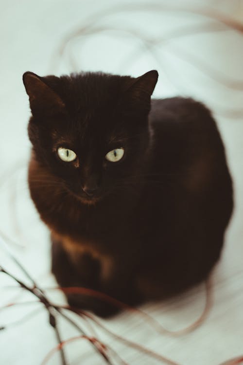 Free stock photo of black cat, cat, domestic animal