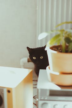 室内阳光明媚，一只黑猫从盆栽后偷看，营造出舒适的氛围