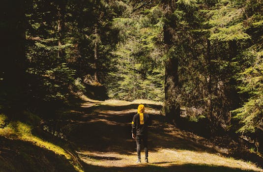 Person walking alone on a sunlit forest path in France, highlighting solitude and nature's beauty.