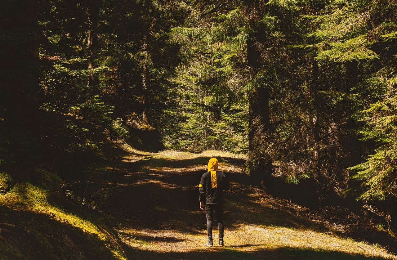 person walking alone on a sunlit forest path in france highlighting so