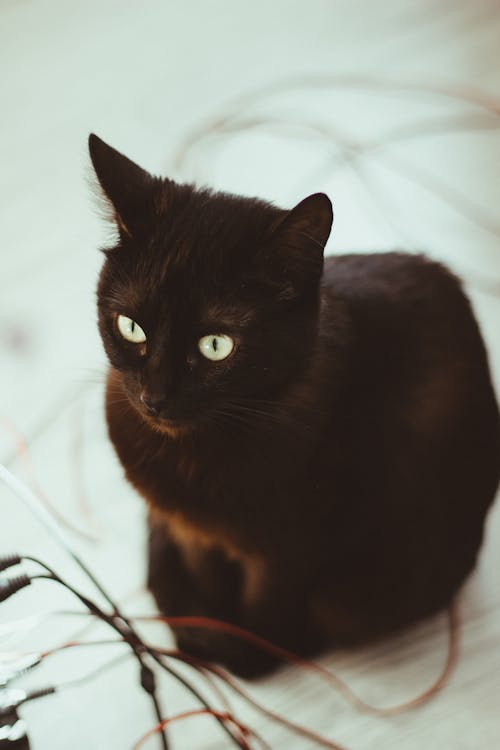 Free stock photo of black cat, cat, domestic animal