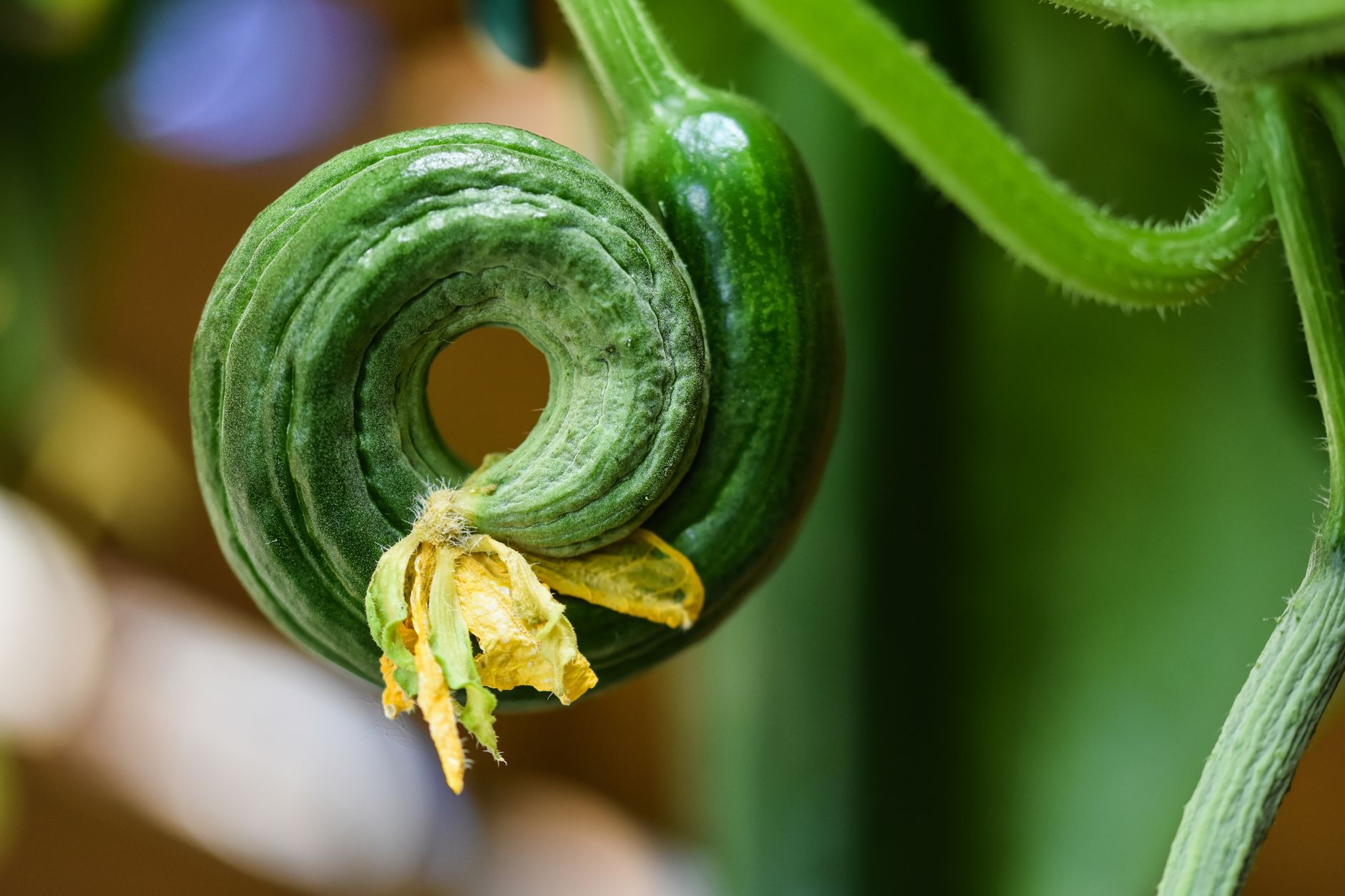 Close-up of cucumbers hanging from a homemade wooden trellis