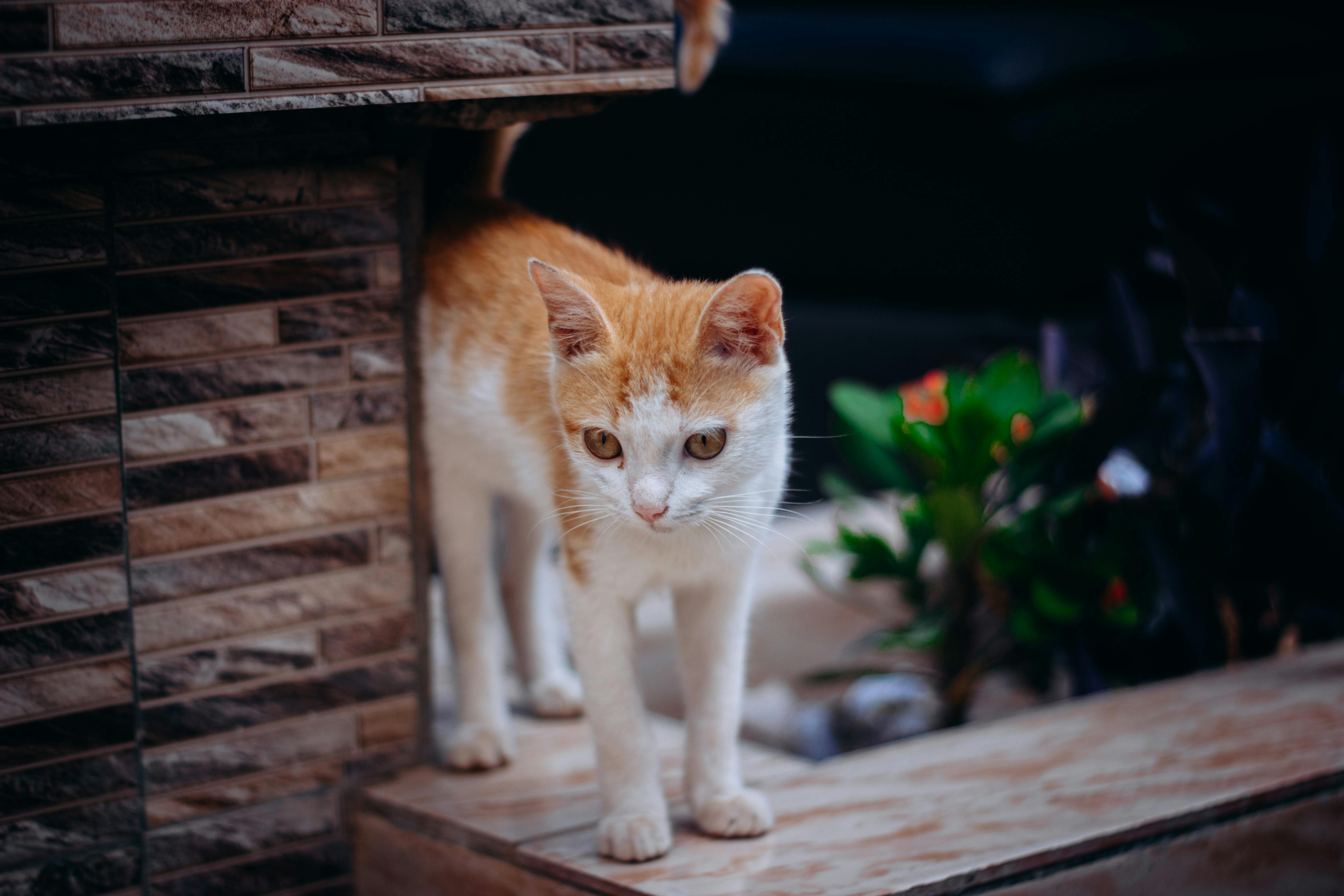 Ancient Palaces, a Cat Café, and KPop Demon Hunters—the Perfect Family Travel Itinerary for South Korea — Photo by Moh DIKKO 