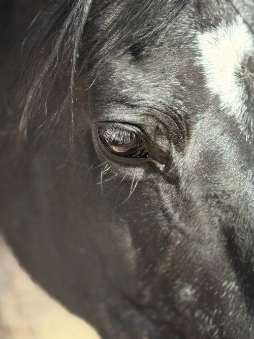 Free Detailed close-up of a horse's eye, showcasing its texture and natural light reflections. Stock Photo